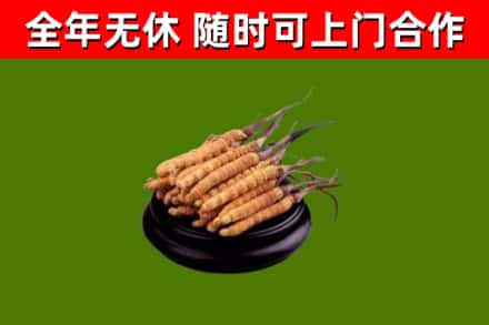 乌当回收散虫草